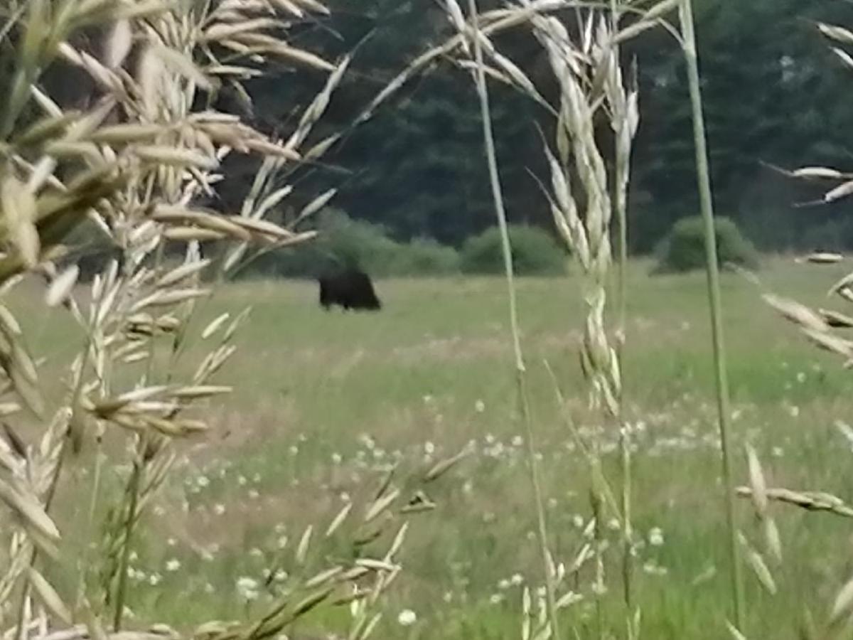 Ostoja Διαμέρισμα Białowieża Εξωτερικό φωτογραφία